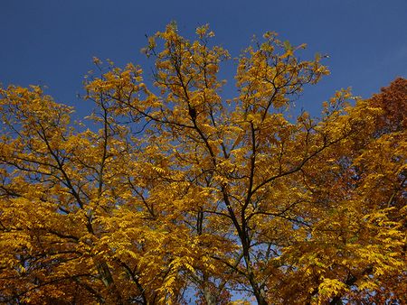 Осеннее прогулочное