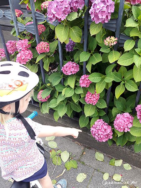 Сезон гортензий 2017