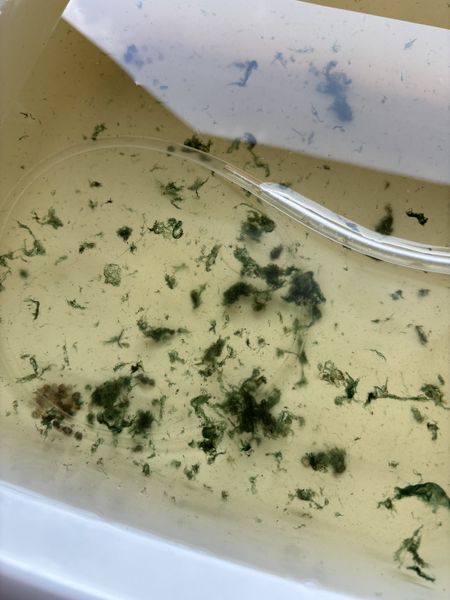 Иллюстрация без описания