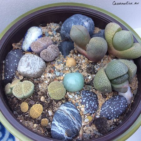 Литопсятник 2017