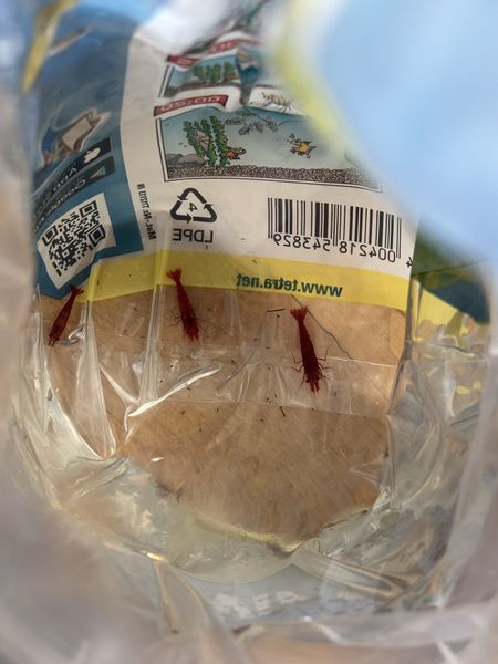 Иллюстрация без описания