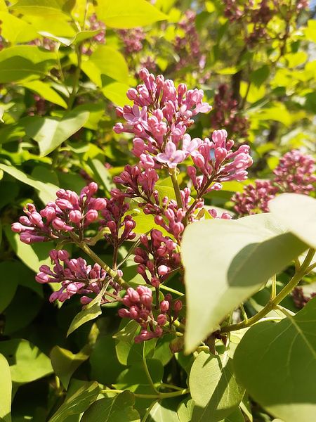 Иллюстрация без описания