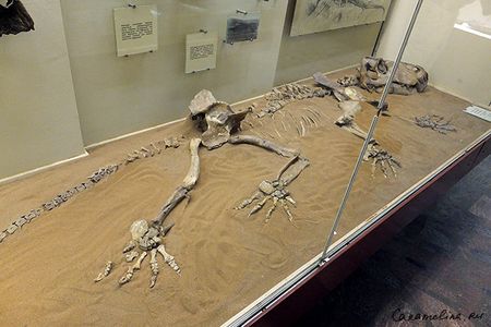 Палеонтологический музей