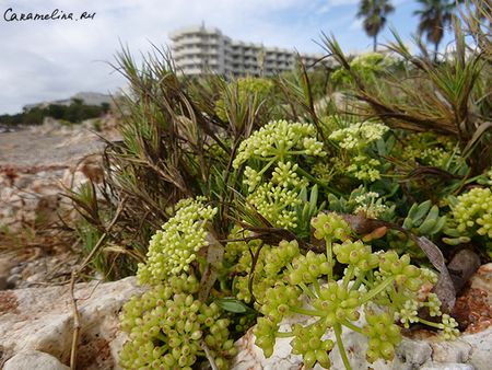 Майо-йо-йорка - 1 часть