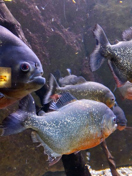 Иллюстрация без описания