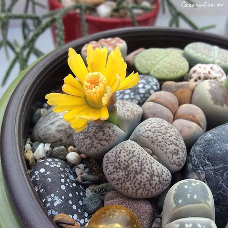 Мой милый литопсятник