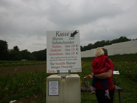 Поле гладиолусов